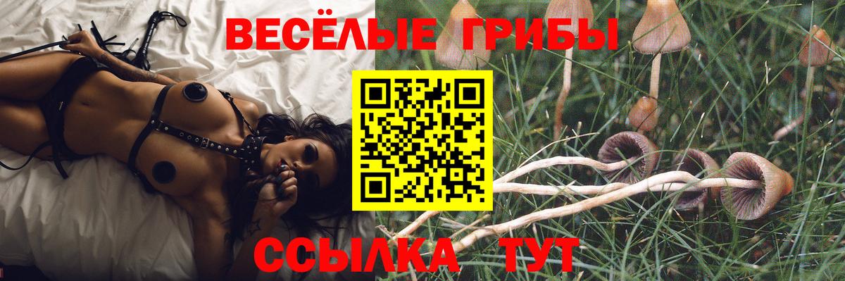 Псилоцибиновые грибы Psilocybe  Вход с VPN  Карталы 